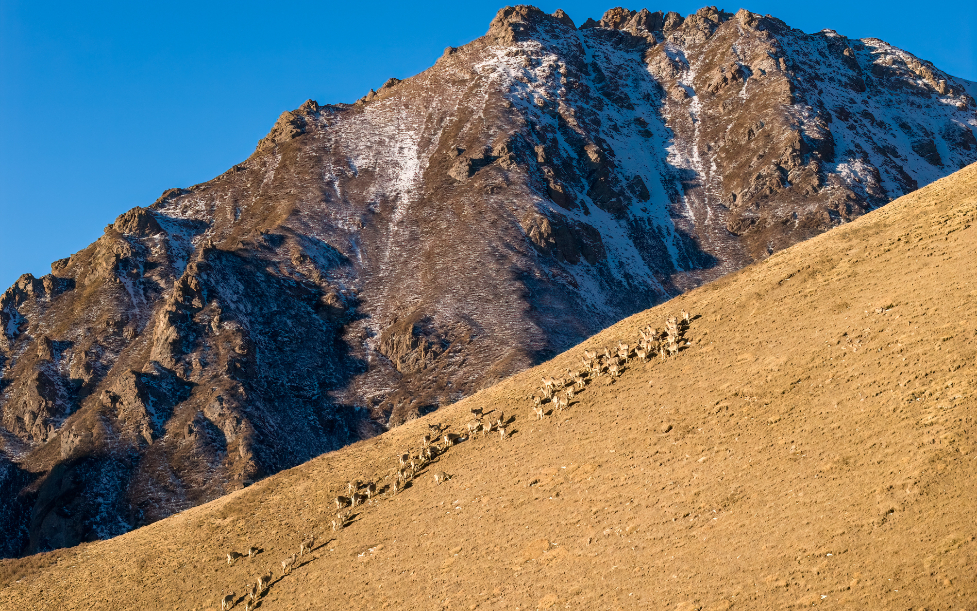 【“飞阅”中国】甘肃：岩羊“列阵”白石崖 高原精灵映晨光